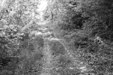 Tema üzerine fotoğrafçılık Vahşi Orman 'daki güzel patika, Vahşi Orman' a uzanan kırsal yaya yolu, İnsansız Orman 'a giden yol, Vahşi Orman' daki yaya yolu, Bu doğal doğa