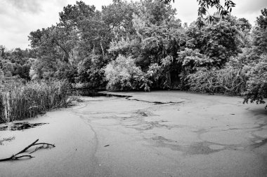 Kırsal kesimde yetişen güzel ot sazları renkli arka planda yetişiyor. Islak sularda vahşi ot bataklık kamışları, doğadan gelen uzun çimen kamışları.