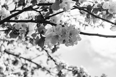 Tema üzerine fotoğraf: Temiz gökyüzü altında doğal yaprakları olan güzel meyve dalı elma ağacı, kırsal alanda meyve dalı elma ağacı, büyük bahçede çiçek dalı elma ağacı.