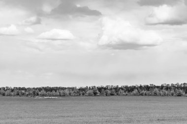 Renkli doğal arka plan üzerine köy çayırında güzel bir ufuk manzarası, uzun çayırdaki çayır köyünde ufuk manzarası, hayvan için köy otlağındaki ufuk doğa manzarası.