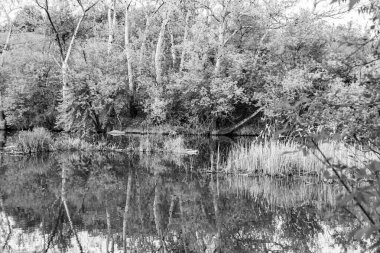 Kırsal kesimde yetişen güzel ot sazları renkli arka planda yetişiyor. Islak sularda vahşi ot bataklık kamışları, doğadan gelen uzun çimen kamışları.