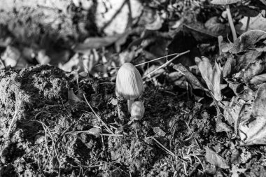 Ormanda yaprakların üzerinde büyük ve güzel zehirli mantar teması için fotoğraf, doğal zehirli mantarlardan ormanlara kadar fotoğraf, büyük ormanlarda zehirli mantarlar.
