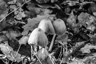 Ormanda yaprakların üzerinde büyük ve güzel zehirli mantar teması için fotoğraf, doğal zehirli mantarlardan ormanlara kadar fotoğraf, büyük ormanlarda zehirli mantarlar.