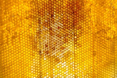 Altın nektarla dolu altıgen bal peteklerinden arı damlayan bal damlası, bal peteği yaz kompozisyonu doğal bal damlası, balmumu çerçeve arısına damlayan bal damlası, bal peteğine damlayan bal damlası