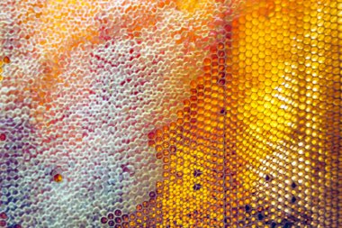 Altın nektarla dolu altıgen bal peteklerinden arı damlayan bal damlası, bal peteği yaz kompozisyonu doğal bal damlası, balmumu çerçeve arısına damlayan bal damlası, bal peteğine damlayan bal damlası