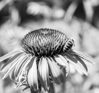 Arka planda yaban arısı kanatlı güzel bir arı, yabani çiçeklerden oluşan bir fotoğraf. Arı otlağa doğru yavaşça uçuyor bal için nektar topluyor, kır otlaklarında yabani bir çiçek arısı.