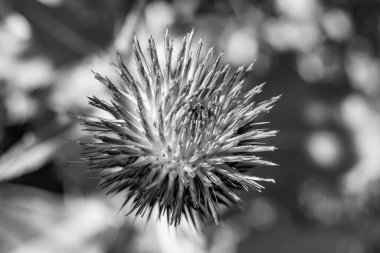 Arkaplan otlağında güzel yetişen çiçek kökü dikenli devedikeni. Çiçek kökü dikeninden çim çayırına kadar uzanan fotograf. Meadow kırsalında çiçek kökü dikenli dikenli devedikeni.
