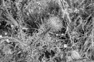 Arkaplan otlağında güzel yetişen çiçek kökü dikenli devedikeni. Çiçek kökü dikeninden çim çayırına kadar uzanan fotograf. Meadow kırsalında çiçek kökü dikenli dikenli devedikeni.