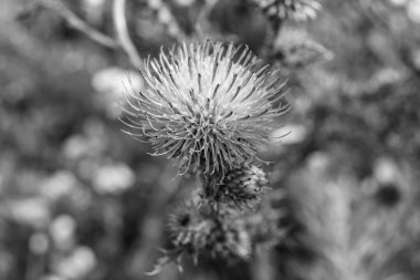 Arkaplan otlağında güzel yetişen çiçek kökü dikenli devedikeni. Çiçek kökü dikeninden çim çayırına kadar uzanan fotograf. Meadow kırsalında çiçek kökü dikenli dikenli devedikeni.
