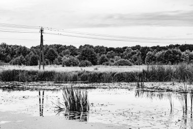 Kırsal kesimde yetişen güzel ot sazları renkli arka planda yetişiyor. Islak sularda vahşi ot bataklık kamışları, doğadan gelen uzun çimen kamışları.