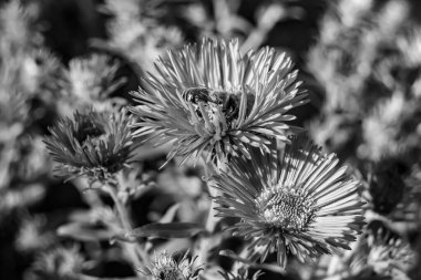 Arka planda yaban arısı kanatlı güzel bir arı, yabani çiçeklerden oluşan bir fotoğraf. Arı otlağa doğru yavaşça uçuyor bal için nektar topluyor, kır otlaklarında yabani bir çiçek arısı.