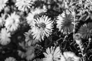 Arka planda yaban arısı kanatlı güzel bir arı, yabani çiçeklerden oluşan bir fotoğraf. Arı otlağa doğru yavaşça uçuyor bal için nektar topluyor, kır otlaklarında yabani bir çiçek arısı.