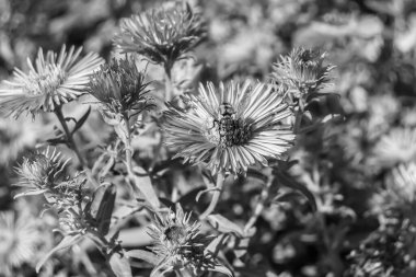 Arka planda yaban arısı kanatlı güzel bir arı, yabani çiçeklerden oluşan bir fotoğraf. Arı otlağa doğru yavaşça uçuyor bal için nektar topluyor, kır otlaklarında yabani bir çiçek arısı.