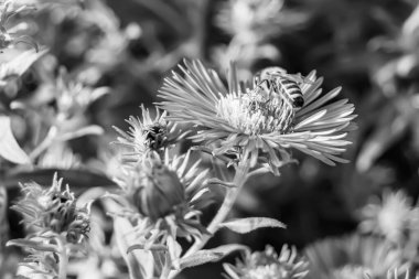 Arka planda yaban arısı kanatlı güzel bir arı, yabani çiçeklerden oluşan bir fotoğraf. Arı otlağa doğru yavaşça uçuyor bal için nektar topluyor, kır otlaklarında yabani bir çiçek arısı.