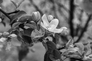 Tema üzerine fotoğraf: Temiz gökyüzü altında doğal yaprakları olan güzel meyve dalı elma ağacı, kırsal alanda meyve dalı elma ağacı, büyük bahçede çiçek dalı elma ağacı.