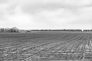 Organik hasat için büyük boş tarla fotoğrafları, gökyüzü arka planında hasat için büyük boş tarım tarlalarından oluşan fotoğraf, bu sonbahar mevsiminde hasat için boş tarla.