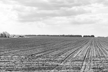 Organik hasat için büyük boş tarla fotoğrafları, gökyüzü arka planında hasat için büyük boş tarım tarlalarından oluşan fotoğraf, bu sonbahar mevsiminde hasat için boş tarla.