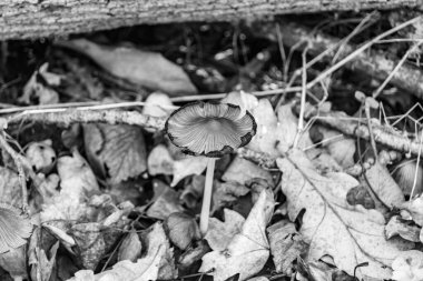Ormanda yaprakların üzerinde büyük ve güzel zehirli mantar teması için fotoğraf, doğal zehirli mantarlardan ormanlara kadar fotoğraf, büyük ormanlarda zehirli mantarlar.