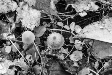Ormanda yaprakların üzerinde büyük ve güzel zehirli mantar teması için fotoğraf, doğal zehirli mantarlardan ormanlara kadar fotoğraf, büyük ormanlarda zehirli mantarlar.