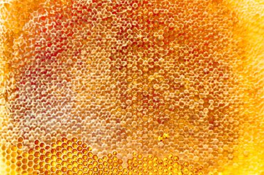 Altın nektarla dolu altıgen bal peteklerinden arı damlayan bal damlası, bal peteği yaz kompozisyonu doğal bal damlası, balmumu çerçeve arısına damlayan bal damlası, bal peteğine damlayan bal damlası