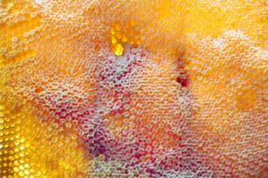 Altın nektarla dolu altıgen bal peteklerinden arı damlayan bal damlası, bal peteği yaz kompozisyonu doğal bal damlası, balmumu çerçeve arısına damlayan bal damlası, bal peteğine damlayan bal damlası