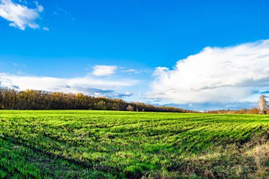 Organik hasat için büyük boş tarla fotoğrafları, gökyüzü arka planında hasat için büyük boş tarım tarlalarından oluşan fotoğraf, bu sonbahar mevsiminde hasat için boş tarla.