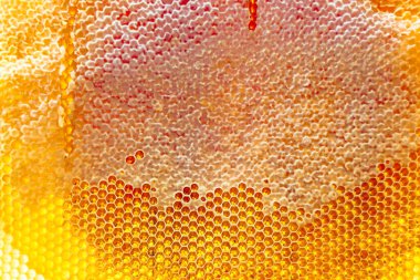 Altın nektarla dolu altıgen bal peteklerinden arı damlayan bal damlası, bal peteği yaz kompozisyonu doğal bal damlası, balmumu çerçeve arısına damlayan bal damlası, bal peteğine damlayan bal damlası