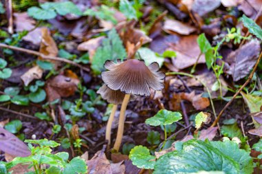 Ormanda yaprakların üzerinde büyük ve güzel zehirli mantar teması için fotoğraf, doğal zehirli mantarlardan ormanlara kadar fotoğraf, büyük ormanlarda zehirli mantarlar.