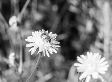 Arka planda yaban arısı kanatlı güzel bir arı, yabani çiçeklerden oluşan bir fotoğraf. Arı otlağa doğru yavaşça uçuyor bal için nektar topluyor, kır otlaklarında yabani bir çiçek arısı.