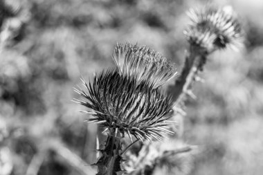 Arkaplan otlağında güzel yetişen çiçek kökü dikenli devedikeni. Çiçek kökü dikeninden çim çayırına kadar uzanan fotograf. Meadow kırsalında çiçek kökü dikenli dikenli devedikeni.