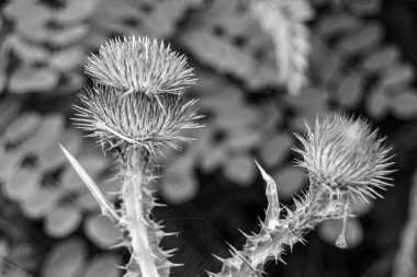 Arkaplan otlağında güzel yetişen çiçek kökü dikenli devedikeni. Çiçek kökü dikeninden çim çayırına kadar uzanan fotograf. Meadow kırsalında çiçek kökü dikenli dikenli devedikeni.