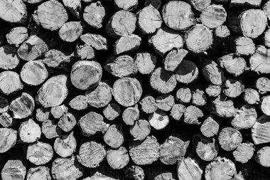 Temalı büyük bir meşe ağacı kütüğü duvarı, doğal arka planda eski meşe kütükleri, çeşitli çizgilerle dokulu geleneksel meşe ağacı kütükleri.