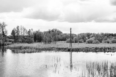 Kırsal kesimde yetişen güzel ot sazları renkli arka planda yetişiyor. Islak sularda vahşi ot bataklık kamışları, doğadan gelen uzun çimen kamışları.