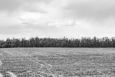 Organik hasat için büyük boş tarla fotoğrafları, gökyüzü arka planında hasat için büyük boş tarım tarlalarından oluşan fotoğraf, bu sonbahar mevsiminde hasat için boş tarla.