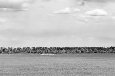 Renkli doğal arka plan üzerine köy çayırında güzel bir ufuk manzarası, uzun çayırdaki çayır köyünde ufuk manzarası, hayvan için köy otlağındaki ufuk doğa manzarası.