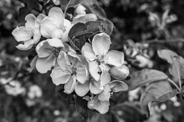 Tema üzerine fotoğraf: Temiz gökyüzü altında doğal yaprakları olan güzel meyve dalı elma ağacı, kırsal alanda meyve dalı elma ağacı, büyük bahçede çiçek dalı elma ağacı.
