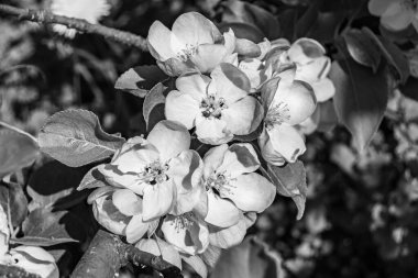 Tema üzerine fotoğraf: Temiz gökyüzü altında doğal yaprakları olan güzel meyve dalı elma ağacı, kırsal alanda meyve dalı elma ağacı, büyük bahçede çiçek dalı elma ağacı.