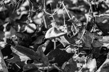 Ormanda yaprakların üzerinde büyük ve güzel zehirli mantar teması için fotoğraf, doğal zehirli mantarlardan ormanlara kadar fotoğraf, büyük ormanlarda zehirli mantarlar.