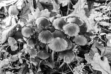 Ormanda yaprakların üzerinde büyük ve güzel zehirli mantar teması için fotoğraf, doğal zehirli mantarlardan ormanlara kadar fotoğraf, büyük ormanlarda zehirli mantarlar.