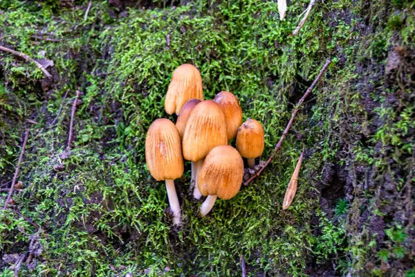 stock image Photography to theme large beautiful poisonous mushroom in forest on leaves background, photo consisting of natural poisonous mushroom to forest outdoors, poisonous mushroom at big forest close up