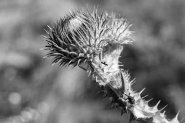 Arkaplan otlağında güzel yetişen çiçek kökü dikenli devedikeni. Çiçek kökü dikeninden çim çayırına kadar uzanan fotograf. Meadow kırsalında çiçek kökü dikenli dikenli devedikeni.