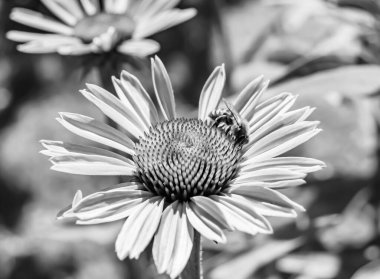 Arka planda yaban arısı kanatlı güzel bir arı, yabani çiçeklerden oluşan bir fotoğraf. Arı otlağa doğru yavaşça uçuyor bal için nektar topluyor, kır otlaklarında yabani bir çiçek arısı.