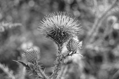 Arkaplan otlağında güzel yetişen çiçek kökü dikenli devedikeni. Çiçek kökü dikeninden çim çayırına kadar uzanan fotograf. Meadow kırsalında çiçek kökü dikenli dikenli devedikeni.
