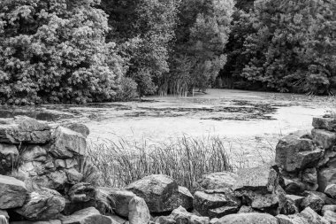 Kırsal kesimde yetişen güzel ot sazları renkli arka planda yetişiyor. Islak sularda vahşi ot bataklık kamışları, doğadan gelen uzun çimen kamışları.