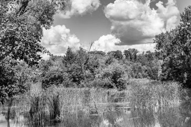 Kırsal kesimde yetişen güzel ot sazları renkli arka planda yetişiyor. Islak sularda vahşi ot bataklık kamışları, doğadan gelen uzun çimen kamışları.