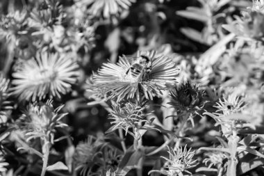 Arka planda yaban arısı kanatlı güzel bir arı, yabani çiçeklerden oluşan bir fotoğraf. Arı otlağa doğru yavaşça uçuyor bal için nektar topluyor, kır otlaklarında yabani bir çiçek arısı.
