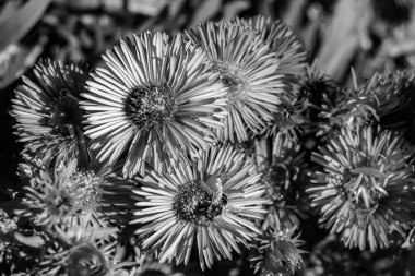 Arka planda yaban arısı kanatlı güzel bir arı, yabani çiçeklerden oluşan bir fotoğraf. Arı otlağa doğru yavaşça uçuyor bal için nektar topluyor, kır otlaklarında yabani bir çiçek arısı.