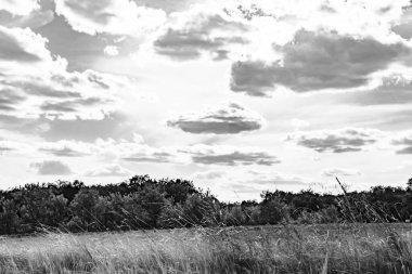 Renkli doğal arka plan üzerine köy çayırında güzel bir ufuk manzarası, uzun çayırdaki çayır köyünde ufuk manzarası, hayvan için köy otlağındaki ufuk doğa manzarası.