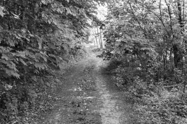 Tema üzerine fotoğrafçılık Vahşi Orman 'daki güzel patika, Vahşi Orman' a uzanan kırsal yaya yolu, İnsansız Orman 'a giden yol, Vahşi Orman' daki yaya yolu, Bu doğal doğa