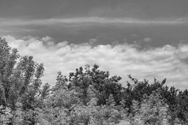 Renkli doğal arka plan üzerine köy çayırında güzel bir ufuk manzarası, uzun çayırdaki çayır köyünde ufuk manzarası, hayvan için köy otlağındaki ufuk doğa manzarası.